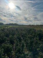 Ilex Meserv. ‘Blue prince’ (amerikaanse hulst), Tuin en Terras, Ophalen, Hulst, Struik, 100 tot 250 cm