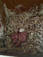 Rosé kaketoe baby 2024, Dieren en Toebehoren, Vogels | Parkieten en Papegaaien, Geslacht onbekend, Geringd