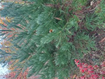 Sequoiadendron giganteum mammoetboom beschikbaar voor biedingen