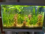 Aquarium zoetwater met vissen en planten, Dieren en Toebehoren, Ophalen, Zo goed als nieuw
