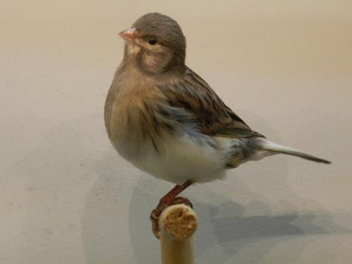 Fife Fancy pop gezocht, Dieren en Toebehoren, Vogels | Kanaries