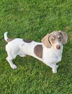 Herplaatsen van Piebald teckel teefje, Dieren en Toebehoren, België, Fokker | Hobbymatig, 15 weken tot 1 jaar, Overige rassen