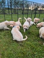 Des chiots Golden Retriever sociaux !, Golden retriever, 8 à 15 semaines, Plusieurs, Éleveur | Loisir