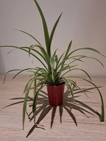 Chlorophytum comosum beschikbaar voor biedingen