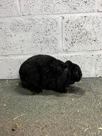 Hangoor dwergkonijn, Oreilles tombantes