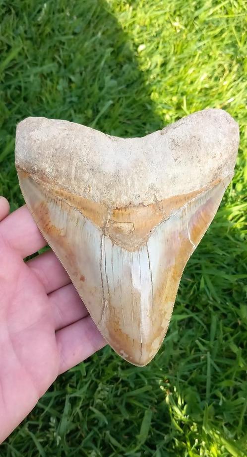 Megalodon haaientand 13,5 cm fossiel uit Indonesië, Verzamelen, Mineralen en Fossielen, Fossiel, Ophalen of Verzenden