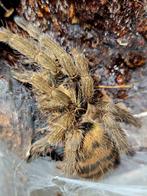 Neoholothele incei classic vrouwtje 3 cm lichamlengte, Dieren en Toebehoren, Insecten en Spinnen