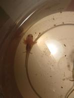 Axolotl, Dieren en Toebehoren, Overige typen, Zoetwatervis