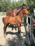 Beloftevol veulen van Mosito van het Hellehof, Dieren en Toebehoren, Paarden, Springpaard, Niet van toepassing, 0 tot 2 jaar, Hengst