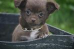 Chihuahua pups keuze  💖💖💖, Dieren en Toebehoren, Honden | Chihuahua's en Gezelschapshonden, België, 15 weken tot 1 jaar, CDV (hondenziekte)
