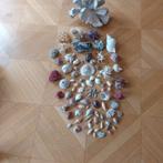 lot de coquillages, Collections, Enlèvement, Coquillage(s)