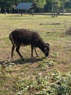 Soay ram te koop, Dieren en Toebehoren, Schapen, Geiten en Varkens, Mannelijk, Schaap, 0 tot 2 jaar