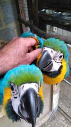 Handtamme blauw gele ara's, Dieren en Toebehoren, Vogels | Parkieten en Papegaaien