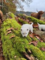 West Highland white Terriër pups/westie/westy/pups/cesar, België, Fokker | Hobbymatig, Overige rassen, CDV (hondenziekte)