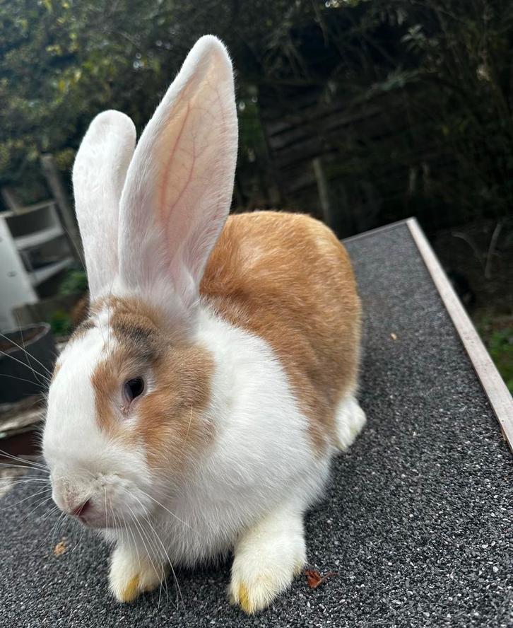 Duitse reuzen koppel, Dieren en Toebehoren, Konijnen, Groot, Meerdere dieren, 0 tot 2 jaar
