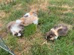 Periviaan cavia’s vrouwtjes, Vrouwelijk, Cavia, Tam