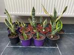 Uitkiezen: Sanseveria/vrouwentongen, 2 euro/st, eigen kweek, Huis en Inrichting, Kamerplanten, Ophalen, Overige soorten, Halfschaduw