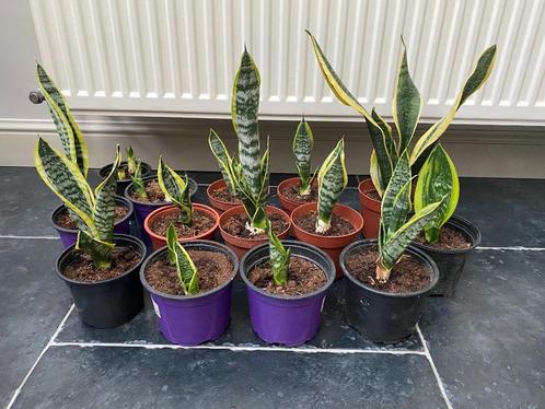 Uitkiezen: Sanseveria/vrouwentongen, 2 euro/st, eigen kweek, Maison & Meubles, Plantes d'intérieur, Autres espèces, Moins de 100 cm