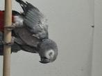 Gris du Gabon femelle, Dieren en Toebehoren, Vogels | Parkieten en Papegaaien, Vrouwelijk, Papegaai, Geringd