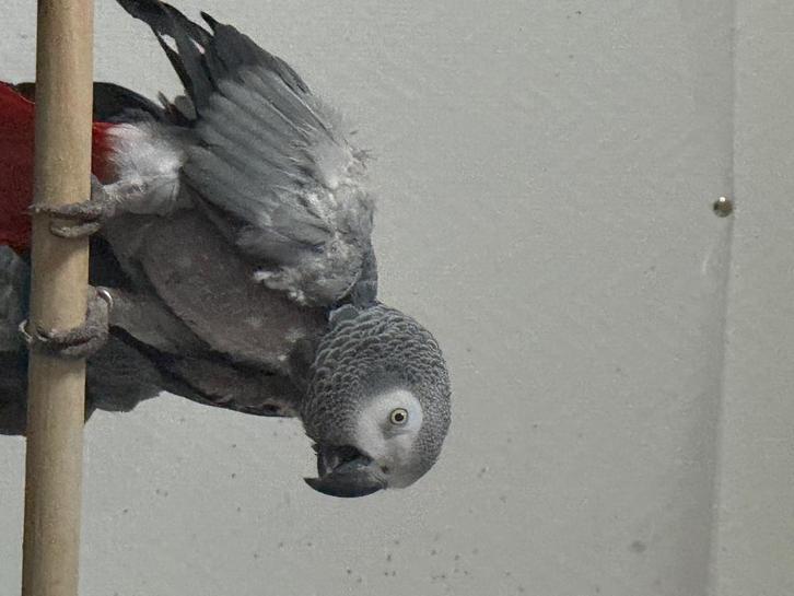 Gris du Gabon femelle, Dieren en Toebehoren, Vogels | Parkieten en Papegaaien, Papegaai, Vrouwelijk, Geringd