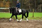 Knappe zwarte ruin tekoop, Dieren en Toebehoren, Paarden, Gechipt, Ruin, Dressuurpaard, L
