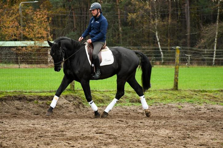 Knappe zwarte ruin tekoop, Dieren en Toebehoren, Paarden, Ruin, L, 170 tot 175 cm, 3 tot 6 jaar, Dressuurpaard, Met stamboom, Gechipt