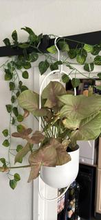Ikea hanging pot+ Kamerplanten syngonium Philodendron pink, Ophalen