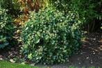 Overstock Hedera arborescens Struikklimop 20/30 Pot 1.5L, Enlèvement, Autres espèces, Arbuste, Moins de 100 cm