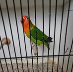 Agapornis fischeri wildkleur pop, Dieren en Toebehoren, Vrouwelijk, Dwergpapegaai of Agapornis, Geringd