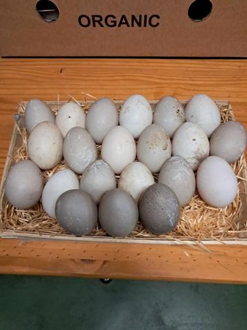 Loopeenden & eieren  beschikbaar voor biedingen