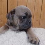 Franse Bulldog mixpups, Dieren en Toebehoren, Honden | Bulldogs, Pinschers en Molossers, België, Fokker | Hobbymatig, CDV (hondenziekte)