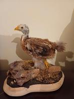 Taxidermie opgezette vogel, Verzamelen, Dierenverzamelingen, Ophalen of Verzenden, Zo goed als nieuw, Vogel, Opgezet dier