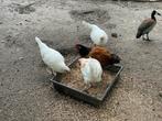 Leghorn trio, Dieren en Toebehoren, Pluimvee, Vrouwelijk, Kip