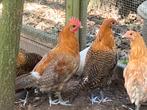 Trio brakelhoen, Dieren en Toebehoren, Meerdere dieren, Kip
