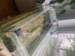 Aquarium + tortue + poisson, Dieren en Toebehoren, Overige typen, Zoetwatervis