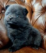 Pomeriaan pups pomeranian FCI dwergkees, Dieren en Toebehoren, België, Fokker | Hobbymatig, Keeshond, CDV (hondenziekte)