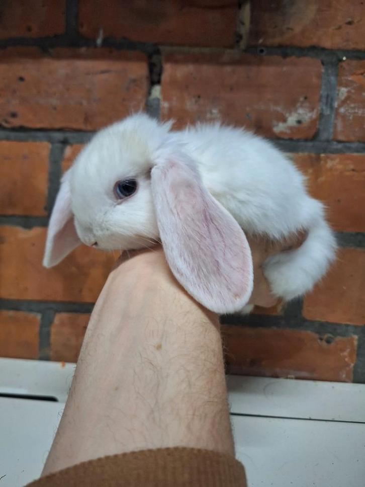 Koppeltje Nederlandse hangoor dwergkonijntjes, Dieren en Toebehoren, Konijnen, Dwerg, Hangoor