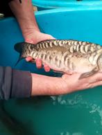 Carpes miroirs Valkenswaard de 1 à 1500 kg