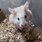 Witte goudhamster zoekt vaste thuis, Juli, Vrouwelijk, Hamster