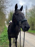 Verzorgpaard aangeboden (halve stal), Dieren en Toebehoren, Paarden, Merrie, Zadelmak, 7 tot 10 jaar, Recreatiepaard