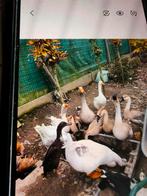 Boeren ganzen chinees knobbel ganzen zie beschrijving, Dieren en Toebehoren, Pluimvee