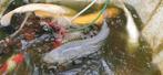 65cm Top Japanse kwaliteits koi met doorgroei tot 1m, Dieren en Toebehoren, Vissen | Aquariumvissen