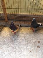 Mooie koppel hoogvlieger iranees duiven(15€ per stuk), Dieren en Toebehoren