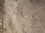 Teelaarde  . Zonder steentjes  . Ongeveer 5kup.  Je mag ook, Tuin en Terras, Zand, Ophalen of Verzenden, Zo goed als nieuw