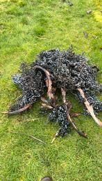 Zaad trachycarpus fortunei, Enlèvement