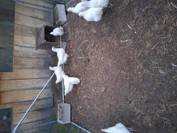 Halfwas poule de bresse kuikens beschikbaar voor biedingen