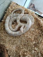 Slang, Dieren en Toebehoren, Reptielen en Amfibieën