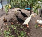 4 Indische loopeenden: 1 mannetje en 3 vrouwtjes, Dieren en Toebehoren, Meerdere dieren, Eend