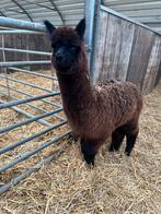 Dark Brown alpaca/hengst, Mâle