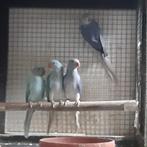 HALSBAND PARKIETEN, Dieren en Toebehoren, Vogels | Parkieten en Papegaaien, Meerdere dieren, Parkiet, Geringd